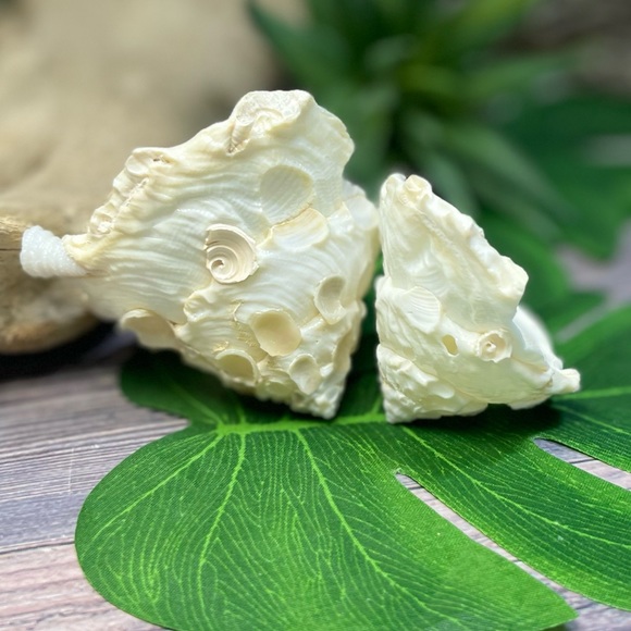 (2) RARE White Carrier Seashells Collector Shells Coastal Nautical Beach Decor - Picture 14 of 17